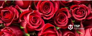 A close up image of several red roses.